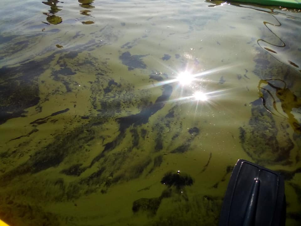 84231560_1357979247744018_2584447912683503616_n