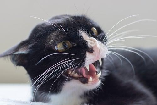 rabia-felina-sintomas (1)