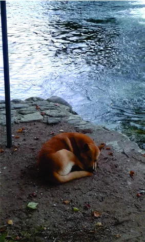 perrro