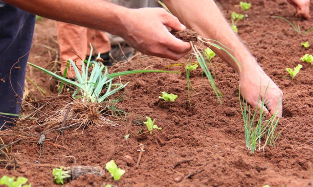 Portada-InterNos-Agroecología
