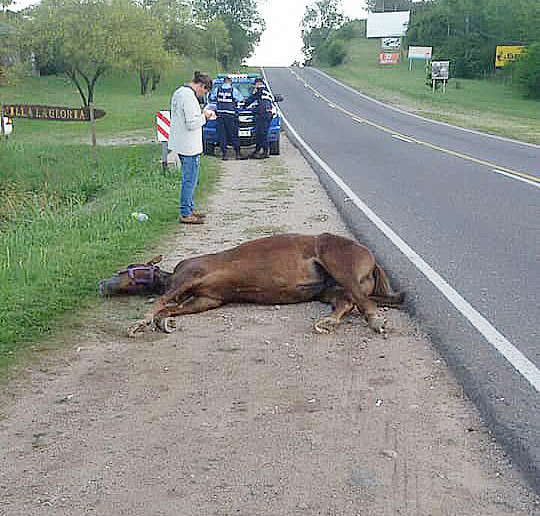 26047061_807684072773541_3058083457971208588_n