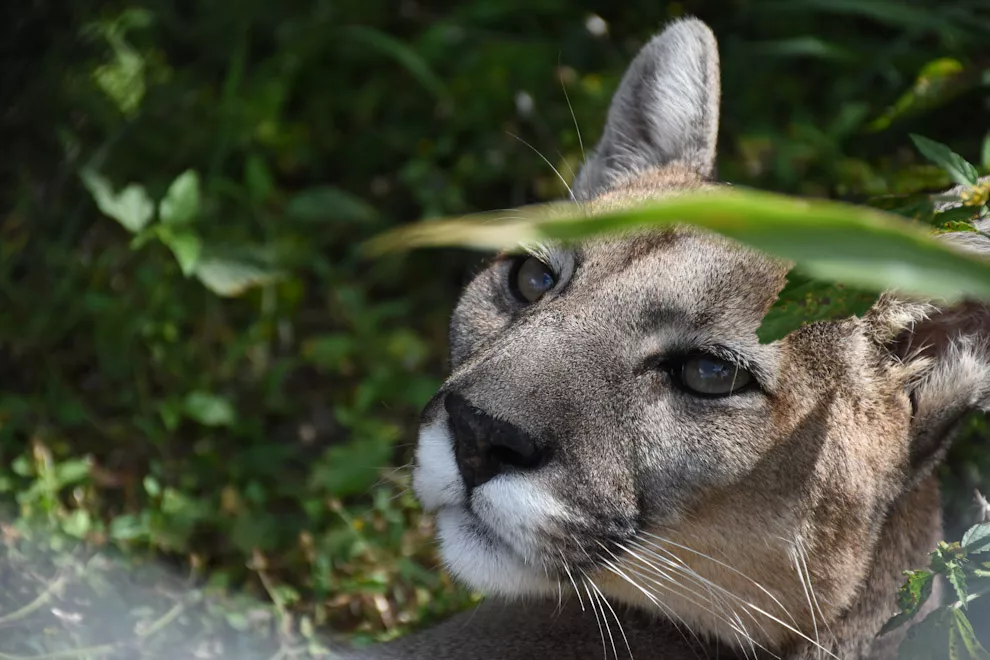 Puma (1)