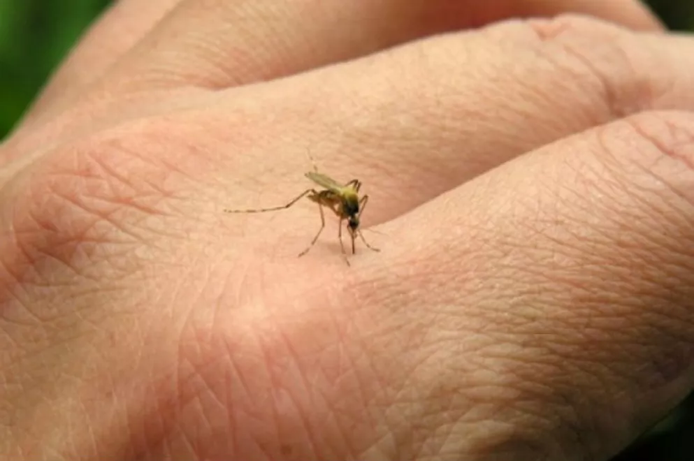 FOTO-DENGUE