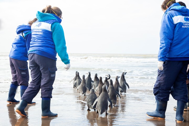 los-15-pinguinos-caminan-agrupados___x5zSQvfPx_720x0__1