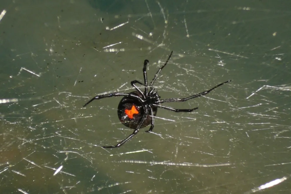 Viuda-Negra-990x660-1